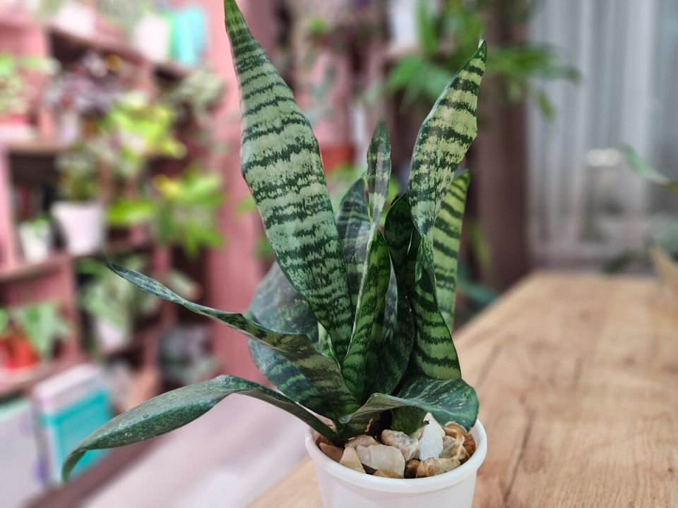 ���� � ����������� ���������: ��� ������ �� ����������� ��������������