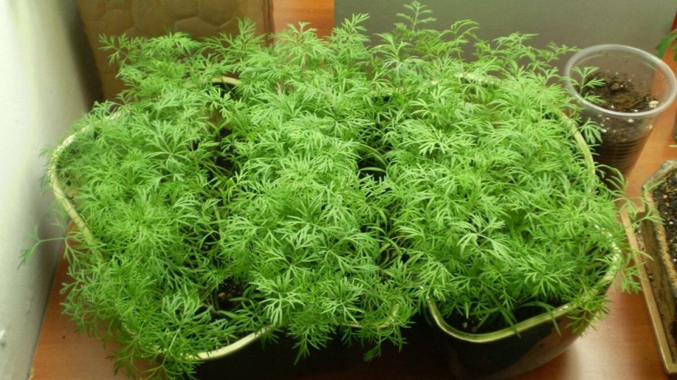 Как вырастить свежую зелень на подоконнике зимой: секреты и хитрости