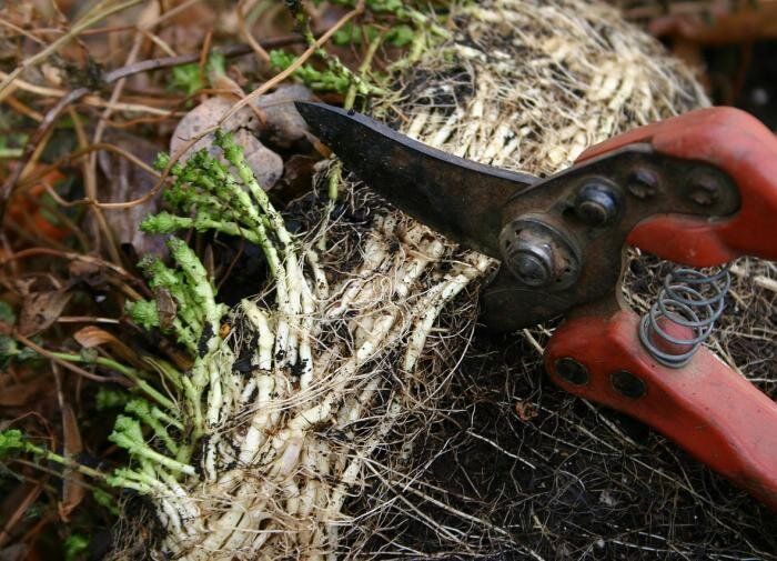 ��� ��������� �������� �������: ������� ���������� ��� ��������