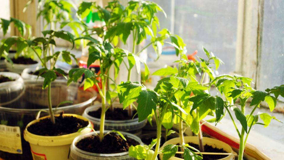 ���������� ���������� ��������� ������ ��� �������