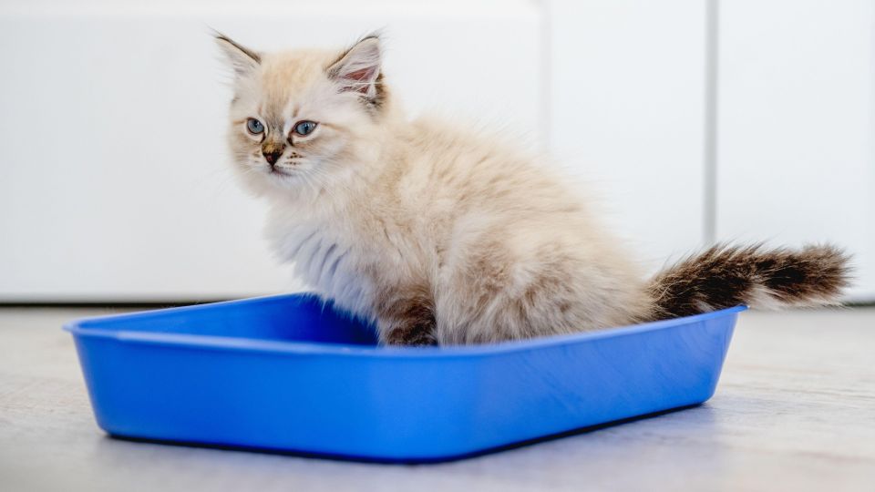 ������� ����� ����� ���������� ������� �����: ����-�������� ��������� ������� �����