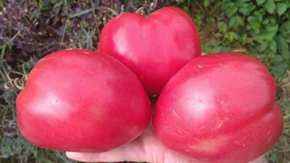 ������, ������� ������������� ����� ������ ��������: ����������� �� ���� ���������� ������