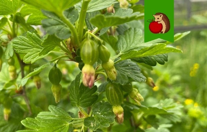 ������� ��������� ����������� ����������