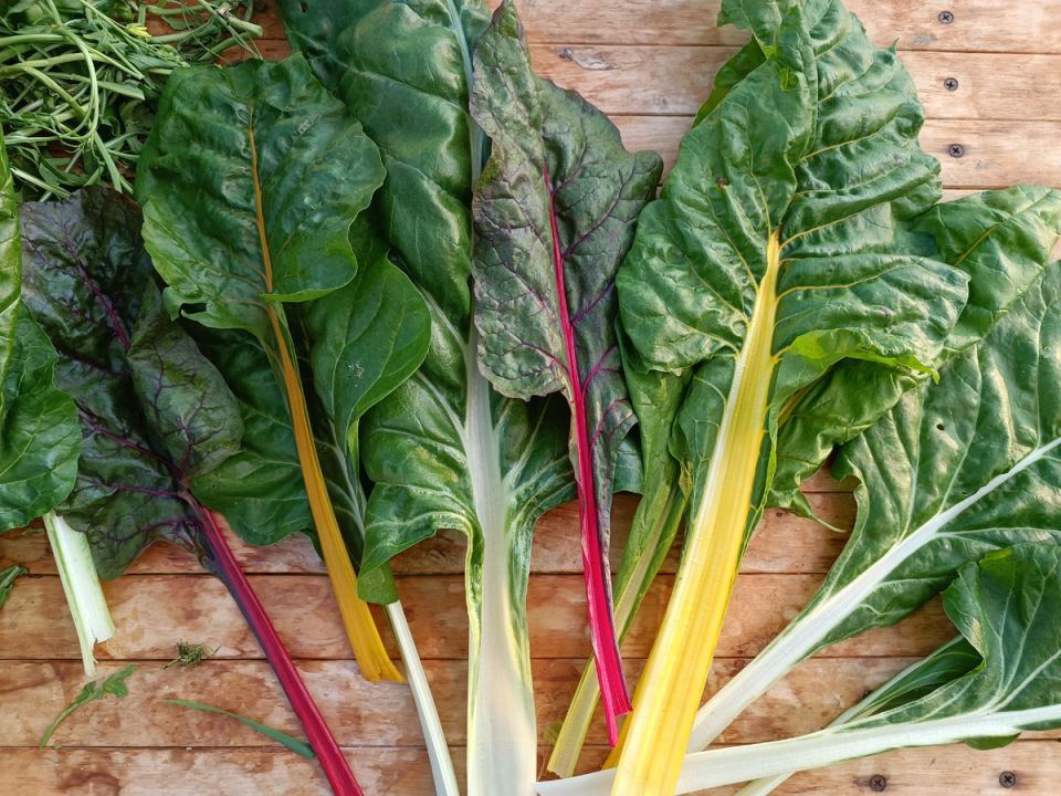 ��������: ��������� ������, ������� ��� ������ ����