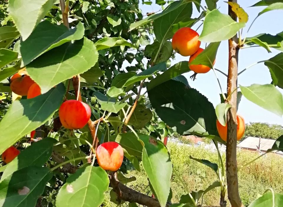 Яблочные мучения