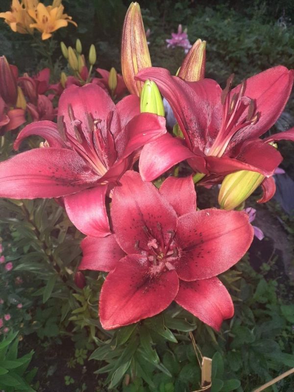 ��� ���� �������� ������: ������� ���������� �����