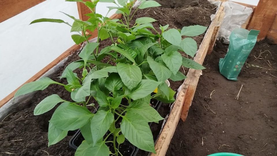 ������ ��� �������� �������: ������� �������� ������� ������ � �������