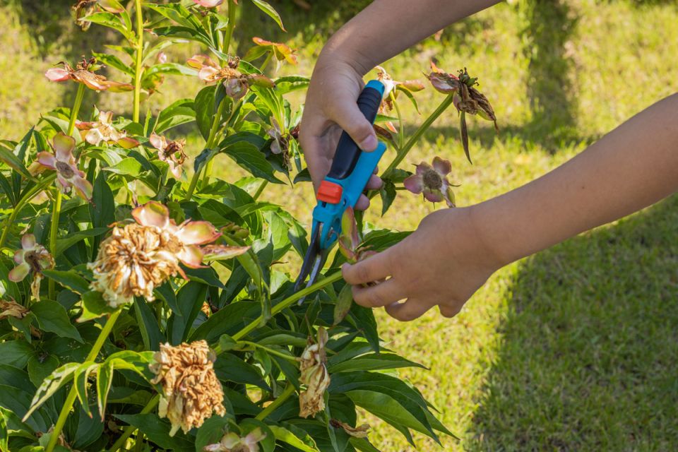 Секреты ухода за многолетниками после цветения