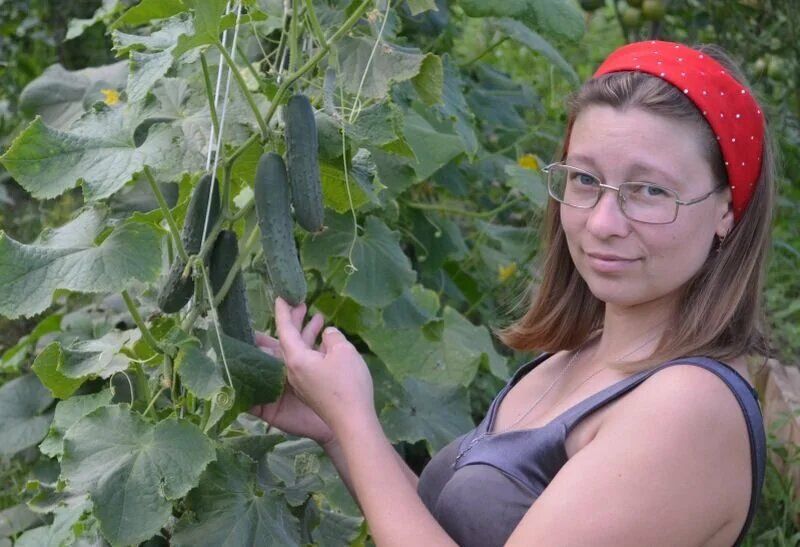 Как следует формировать огурцы в теплице: опыт и традиции в сравнении