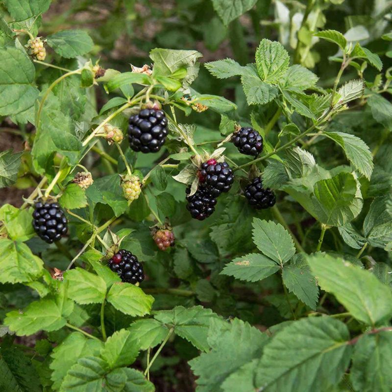 Весенняя забота о ежевике превращает куст в источник ягод