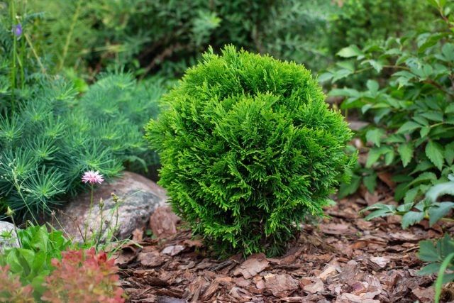 Как выбрать компактные кустарники для небольшого участка и получить красивый сад