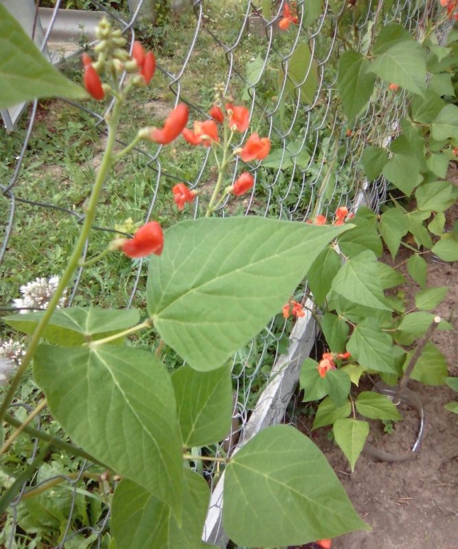 ������������ ������ ��� ������� ������������ ����� � ����