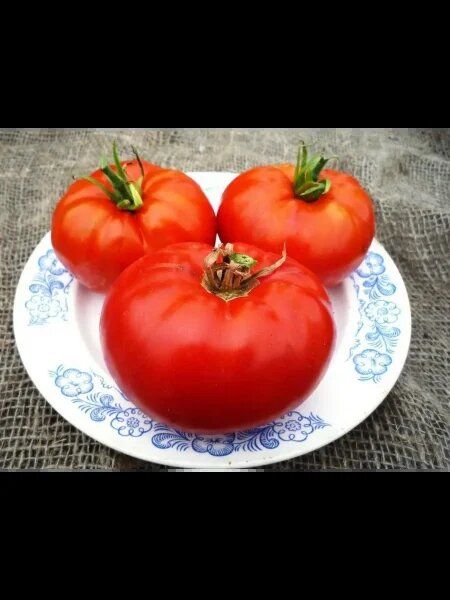 ����� ��������: ��������� ���������� ������������ ����� � �������������� �������