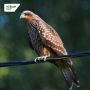 Делимся яркими кадрами из жизни коршуна и сороки, которые сделал на фотокорреспондент Николай Пушилин