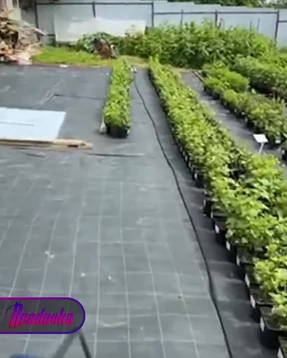 C POV        c    ,     