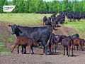К концу сентября 2025 года поголовье птицы в хозяйствах Курганской области увеличилось на 14,2%