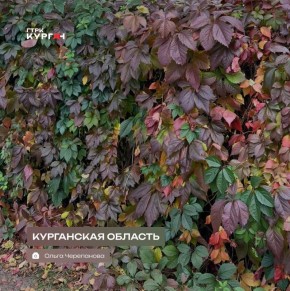 Доброе утро, зауральцы!. Облачная погода без осадков ожидается сегодня в регионе