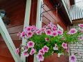 Секреты успешного ухода за ампельными петуниями