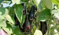 Как грамотно формировать баклажаны в теплице для обильного урожая