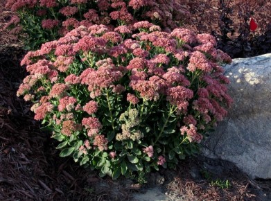 Садовые хитрости: когда и как правильно обрезать многолетники