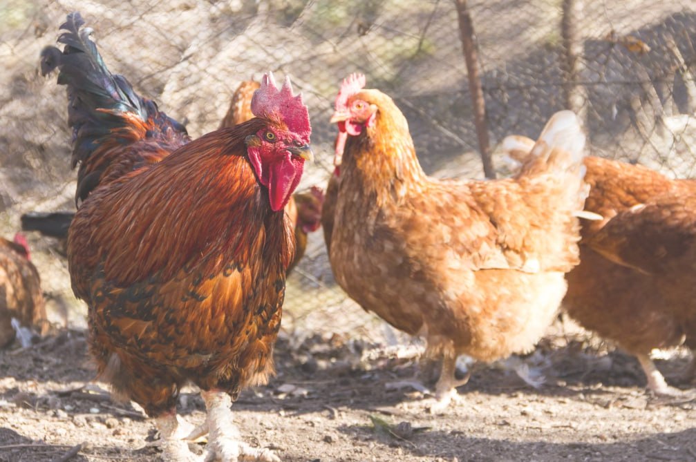 Россельхознадзор выявил серьезные нарушения ветеринарного законодательства на одном из птицеводческих предприятий Катайского округа