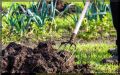 Осенние секреты: как повысить плодородие почвы в теплице и на грядках