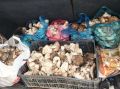 Грибная феерия: урожай белых грибов и синеножек радует донских грибников