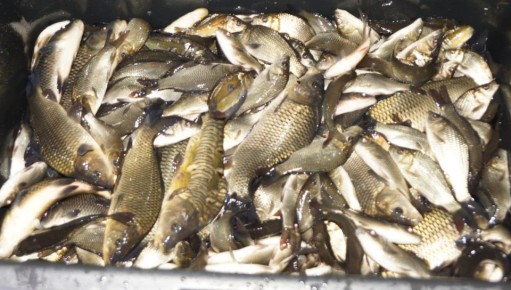 Водоёмы Курганской области пополнились сазанами