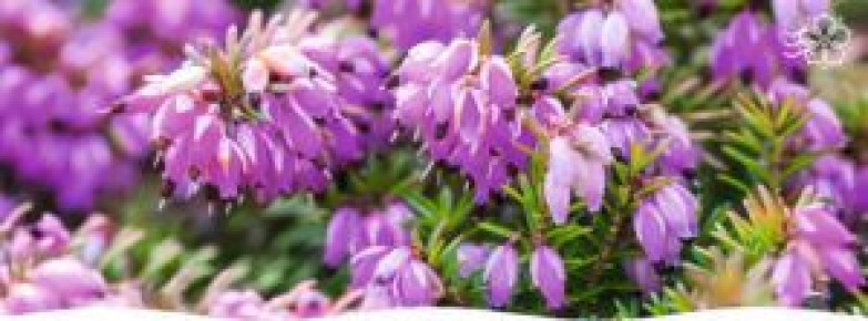 Вереск: яркие акценты вашего сада – секреты ухода и лучшие сорта