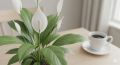 7 комнатных растений, которые сделают ваш дом чище и уютнее