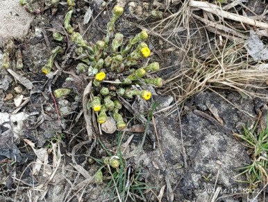 Как природа подсказывает время для огородных работ: приметы и советы