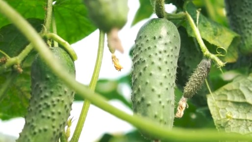 Неожиданное золото из молока: как простое удобрение может продлить урожай огурцов до конца осени