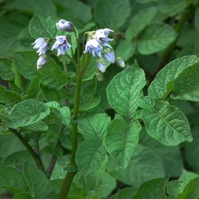 Удаление цветков картофеля: мифы и реальность о урожайности