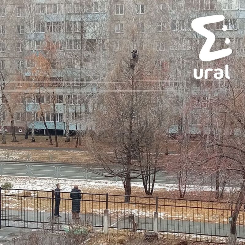 Говорят, школьники на курганских деревьях — к холодам