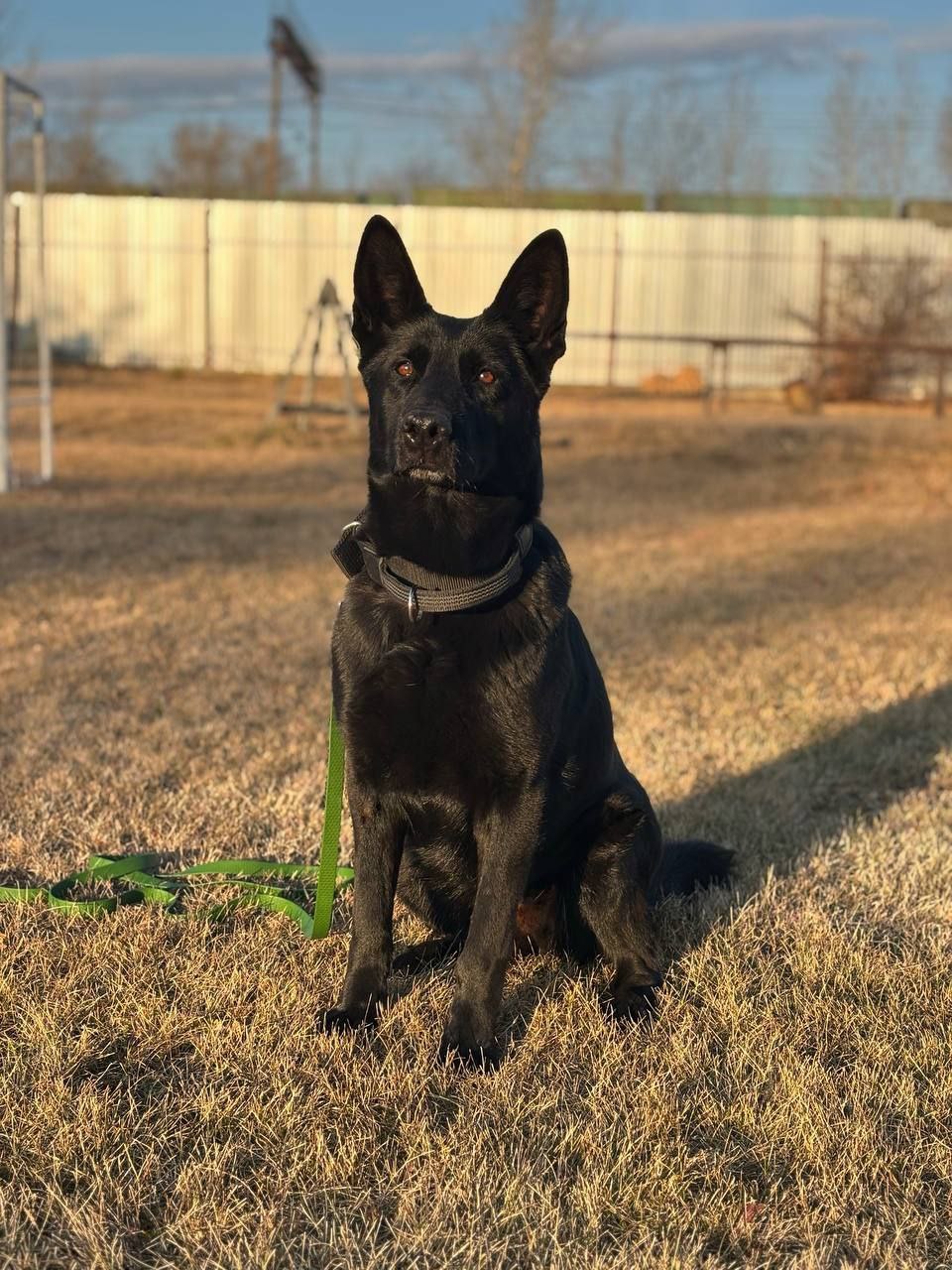 Центр кинологической службы Управления МВД России по Курганской области осуществляет на безвозмездной основе передачу гражданам служебных собак в связи с их выбраковкой