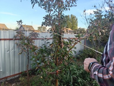 Как защитить сад от болезней: осенняя обработка до полного листопада