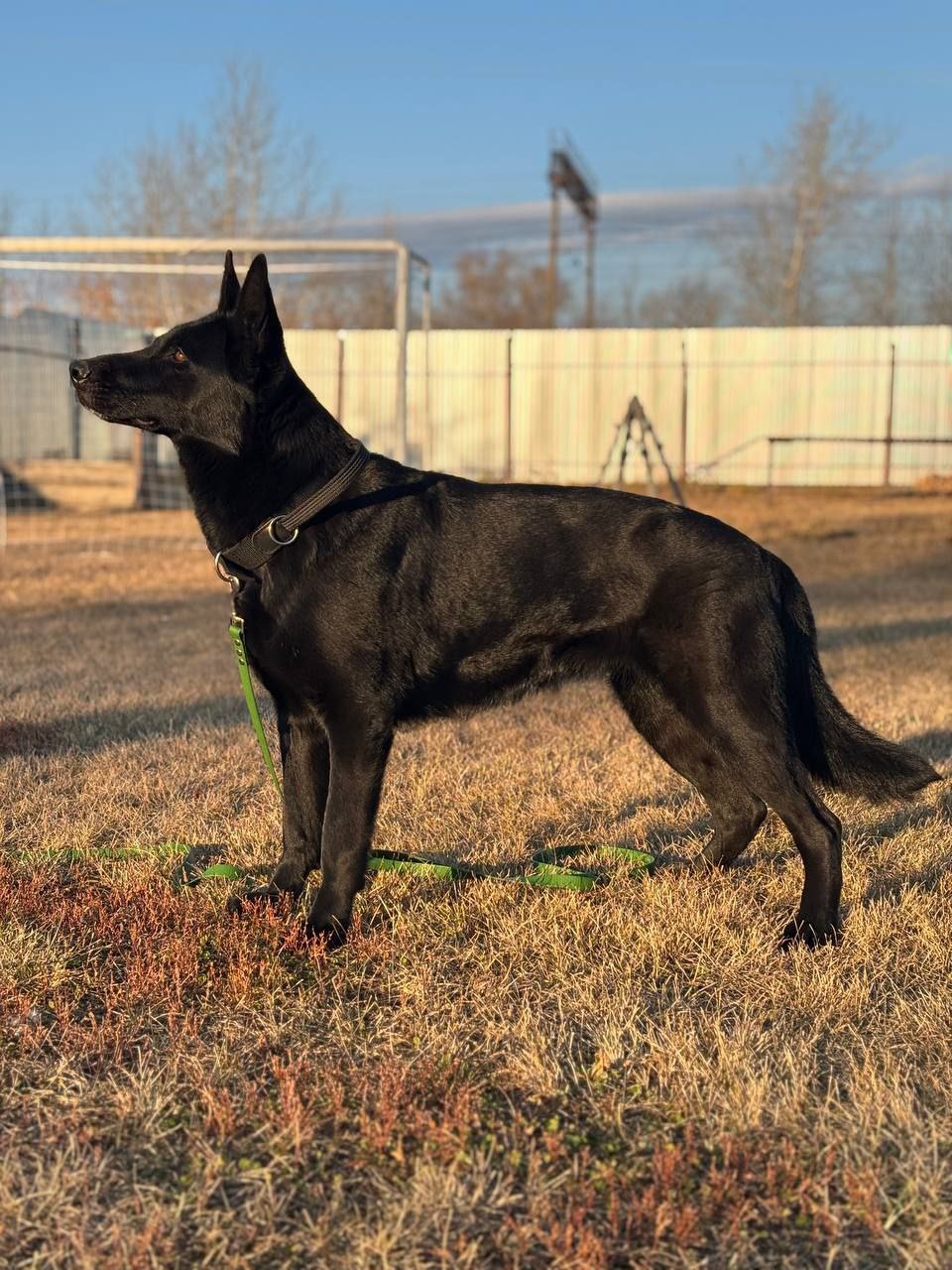 Центр кинологической службы Управления МВД России по Курганской области осуществляет на безвозмездной основе передачу гражданам служебных собак в связи с их выбраковкой Центр кинологической службы Управления МВД России по Курганской области осуществляет на безвозмездной основе передачу гражданам служебных собак в связи с их выбраковкой