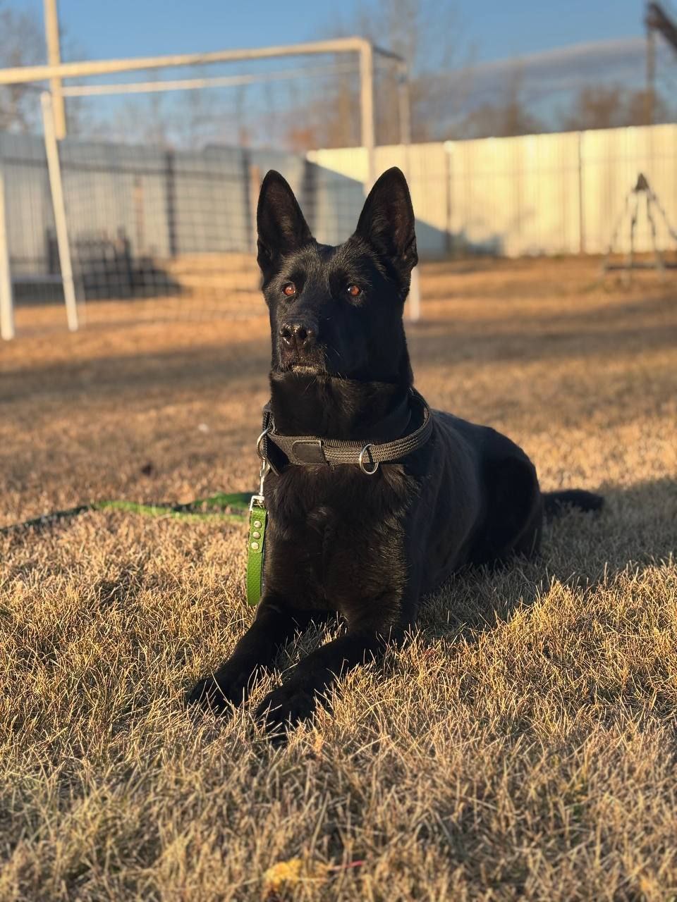 Центр кинологической службы Управления МВД России по Курганской области осуществляет на безвозмездной основе передачу гражданам служебных собак в связи с их выбраковкой Центр кинологической службы Управления МВД России по Курганской области осуществляет на безвозмездной основе передачу гражданам служебных собак в связи с их выбраковкой