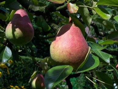 Почему груши не радуют урожаем? Разбираемся в причинах и решениях