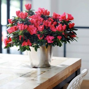 Уход за азалией: сияющий цветок в вашем доме