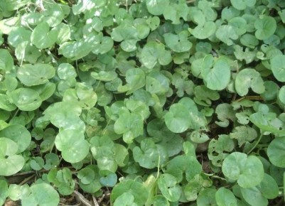 Дихондра: зелёный акцент для вашего сада и балкона