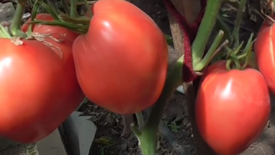 Секреты успешного выращивания крупных томатов