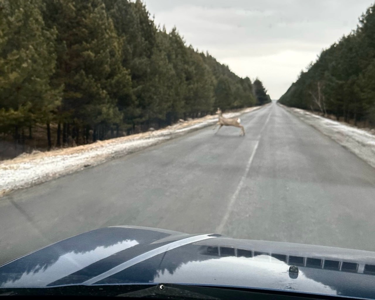 Жителей Курганской области предупреждают о риске наезда на дикое животное на трассе