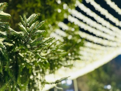 Каждый год улицы Кургана радуют своими новогодними нарядами и украшениями