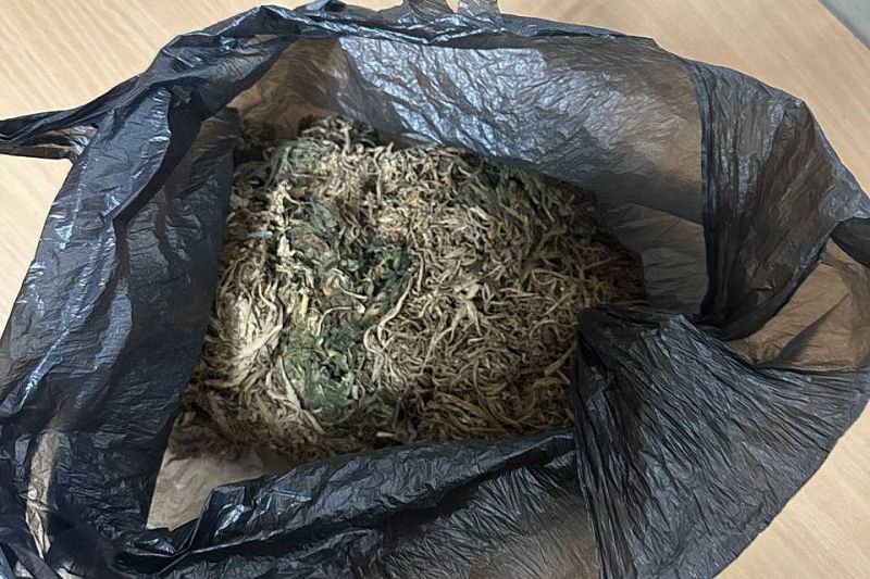 В Шатровском округе сотрудники полиции изъяли у гражданина более двухсот граммов каннабиса