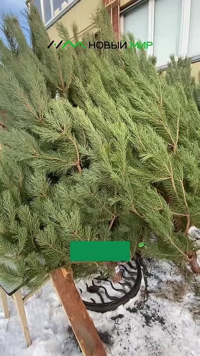 Новый год всё ближе! В Кургане начали продавать ёлки