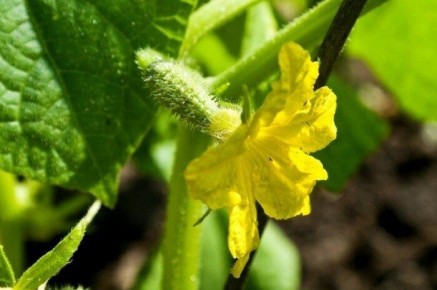 Как выбрать огурцы без горечи: секреты и советы для садоводов