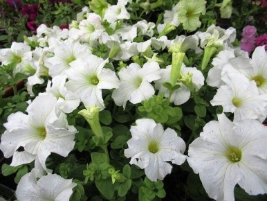 Почему стоит отложить посев семян петунии до марта: секреты успешного выращивания