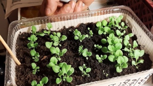 Как вырастить крепкую рассаду петунии: пошаговое руководство для садоводов