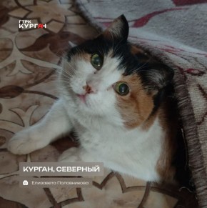 Доброе утро, зауральцы!. День в Кургане будет снежным и пасмурным